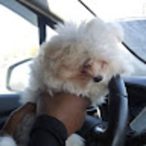 Meet your Posher, Erica